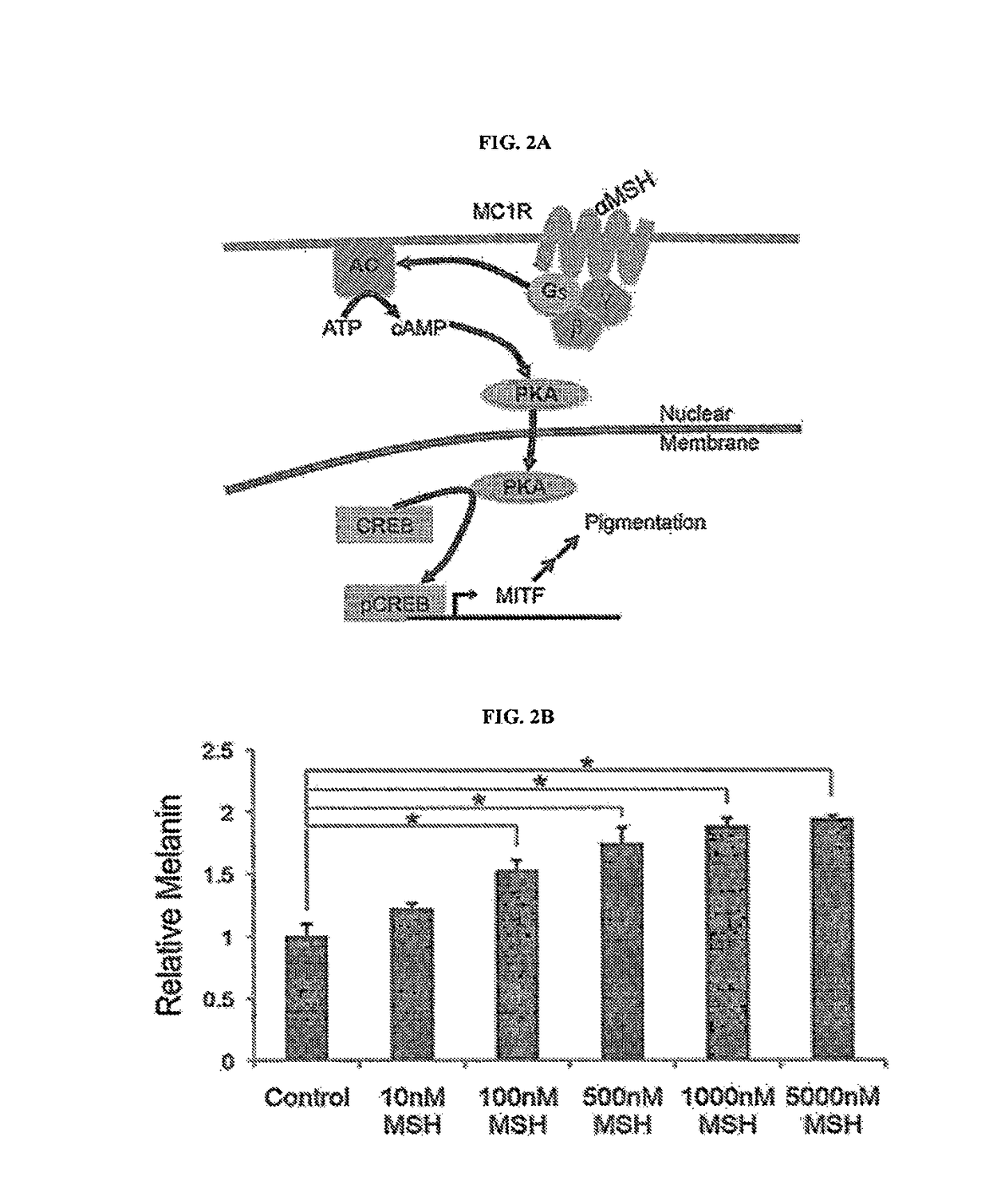 Compositions and methods for decreasing, or preventing or reversing gain of, skin pigmentation in a mammalian subject