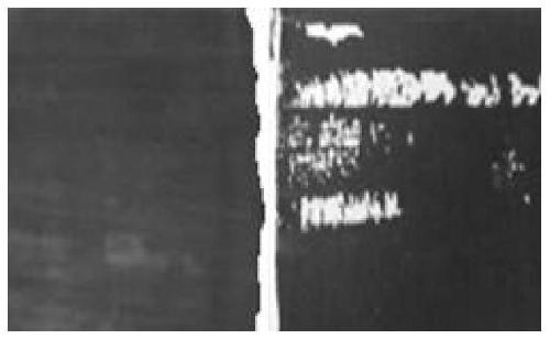 Environment-friendly high-adhesion building primer and preparation method thereof