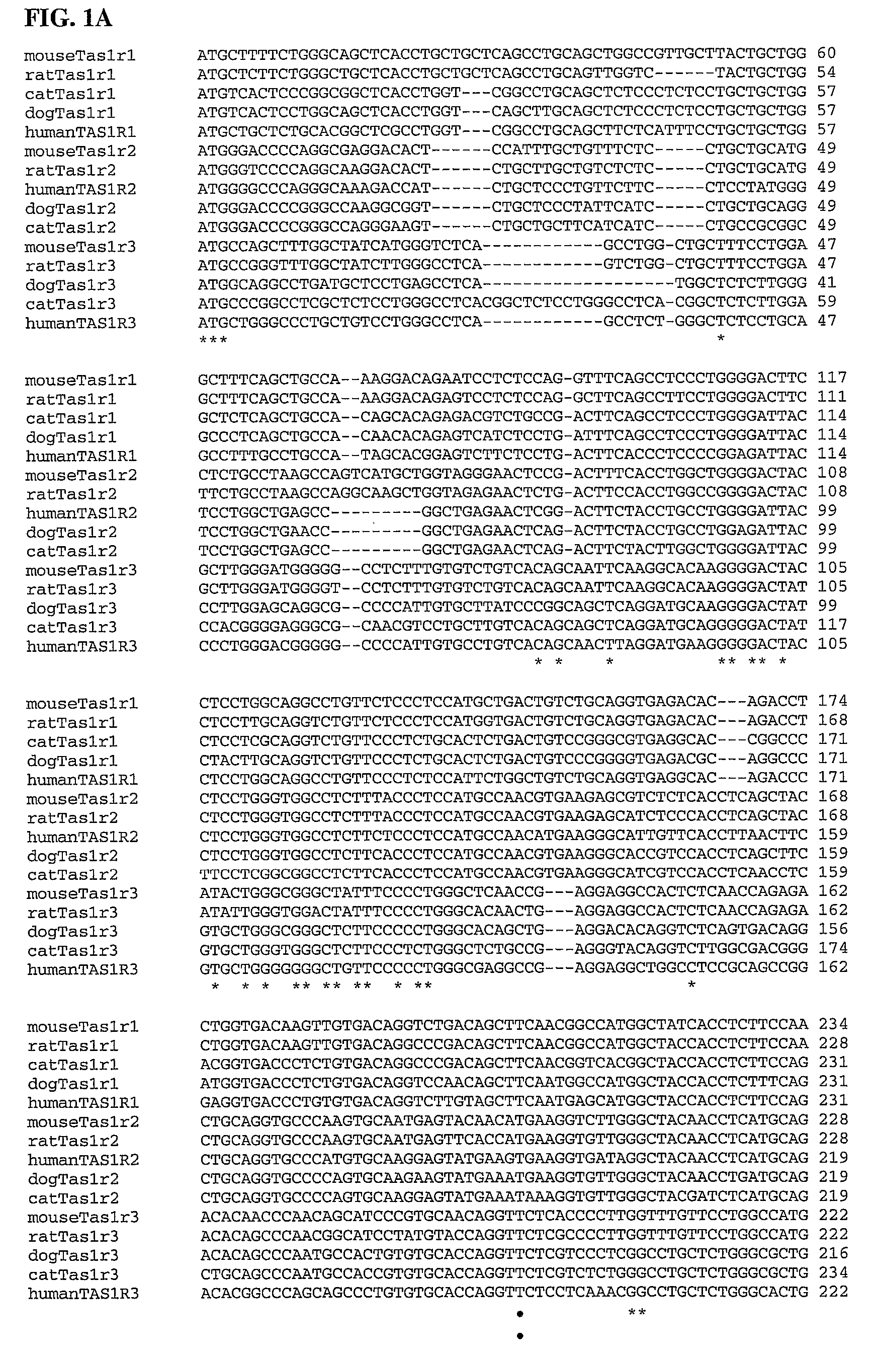 Taste receptors of the T1R family from domestic dog