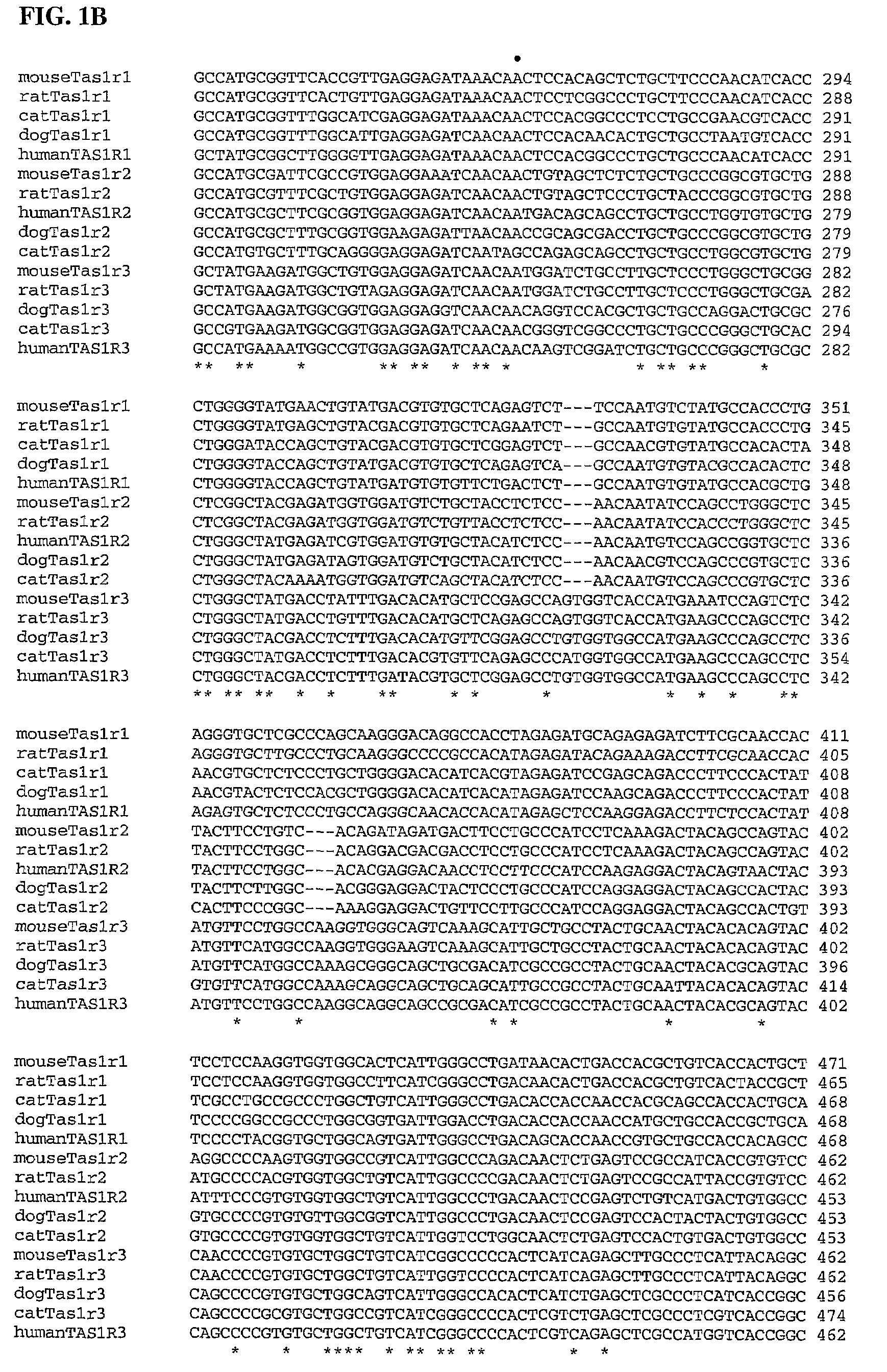 Taste receptors of the T1R family from domestic dog