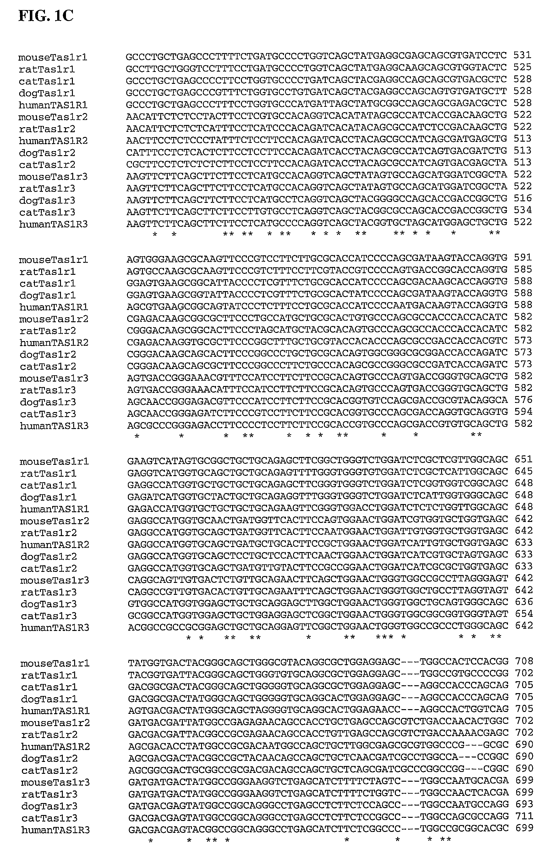 Taste receptors of the T1R family from domestic dog