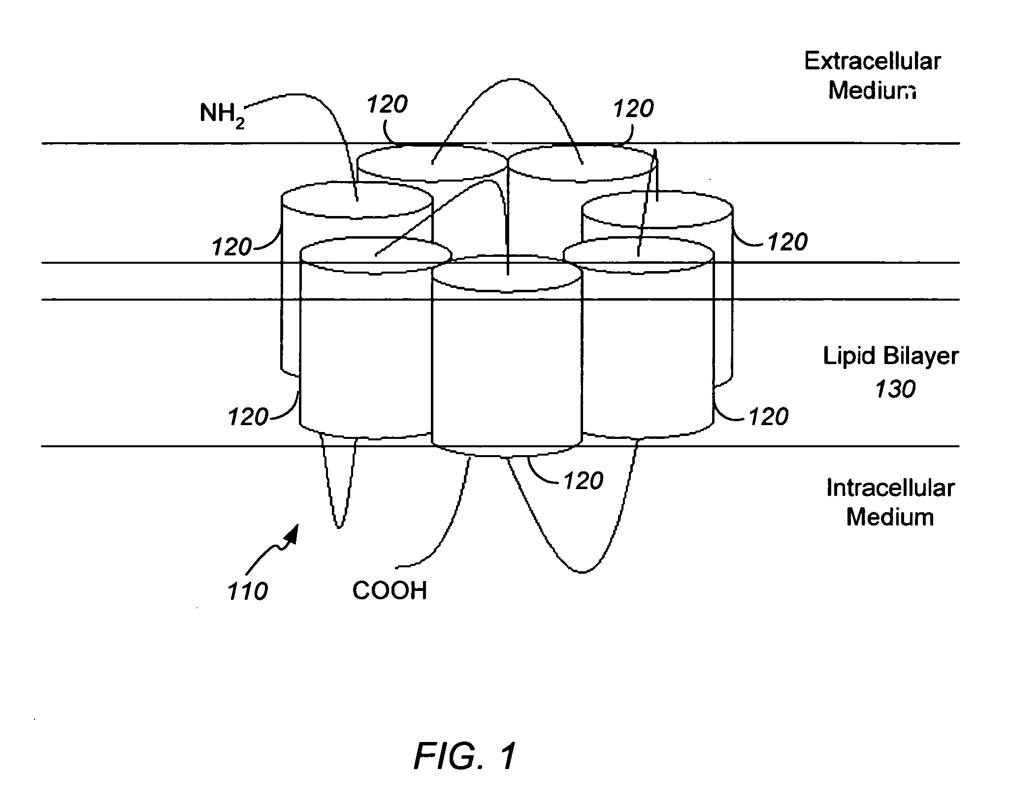 Method and apparatus for predicting structure of transmembrane proteins