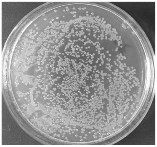 Method for producing microbial fertilizer from coal gangue