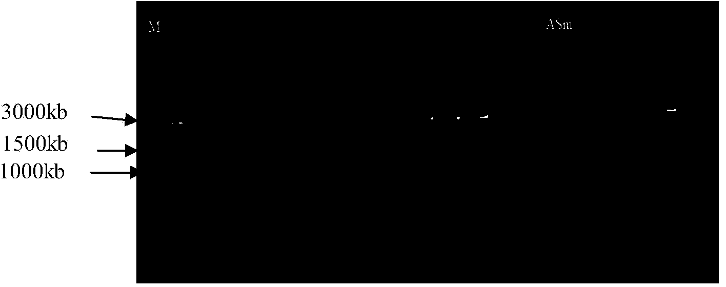 Optimized beta-mannase gene MAN and pichia pastoris expression vector thereof