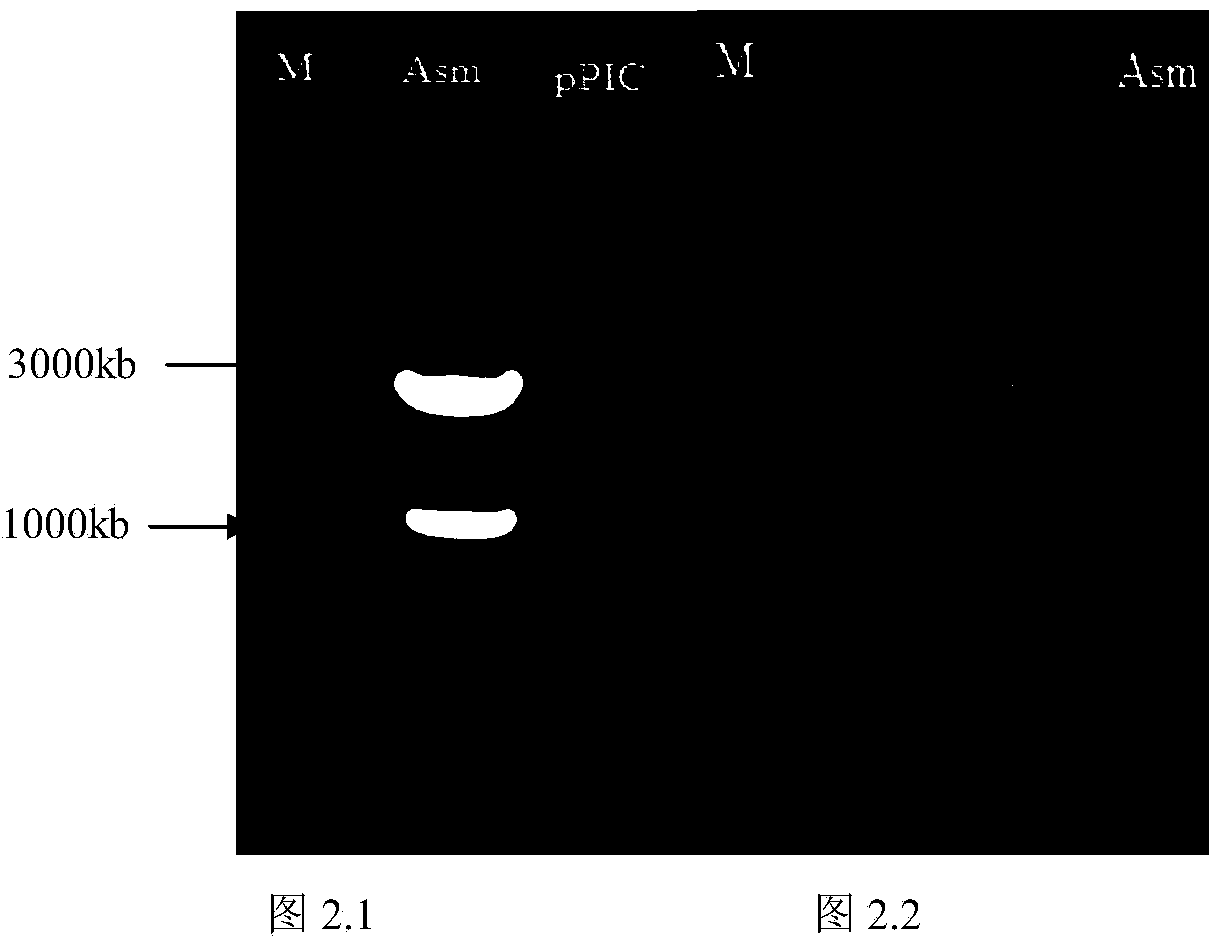 Optimized beta-mannase gene MAN and pichia pastoris expression vector thereof