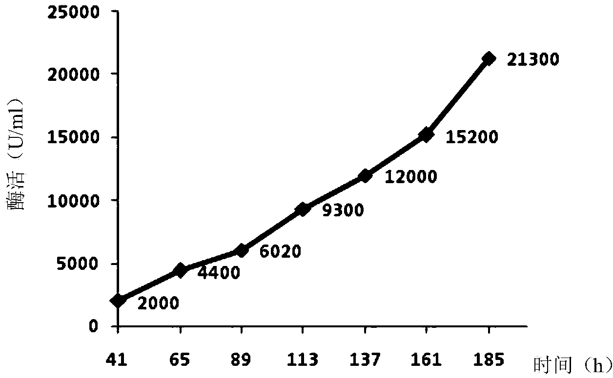 Optimized beta-mannase gene MAN and pichia pastoris expression vector thereof