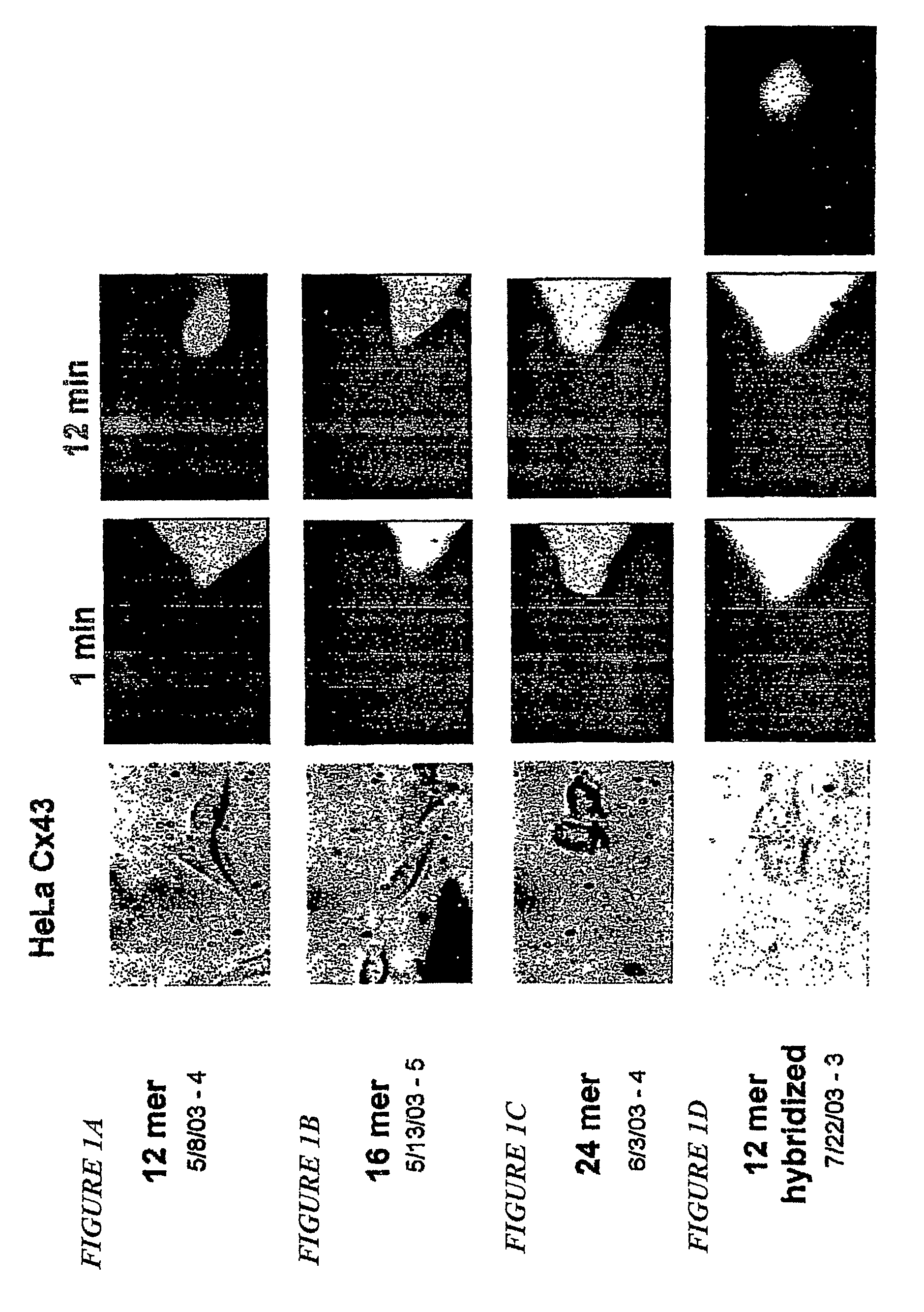 Delivery of DNA or RNA via gap junctions from host cells to target cells and a cell-based delivery system for antisense or siRNA