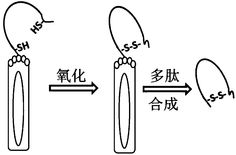 Cyclic polypeptide simulating epitope of aflatoxin b1 and detection kit thereof