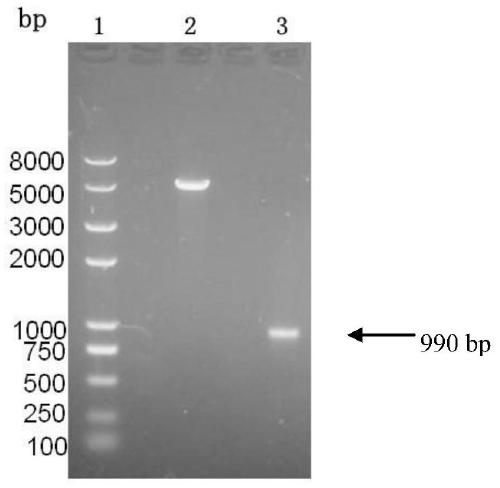 A dual-target dual warhead anti-tumor fusion protein, its coding gene and use