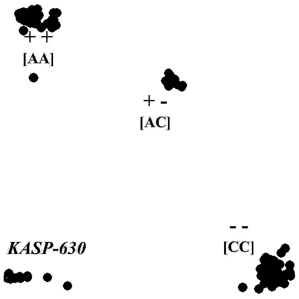 Chain KASP molecular markers, primers and application of wheat anti-yellow-rust gene QYr.nwafu-6BL.2