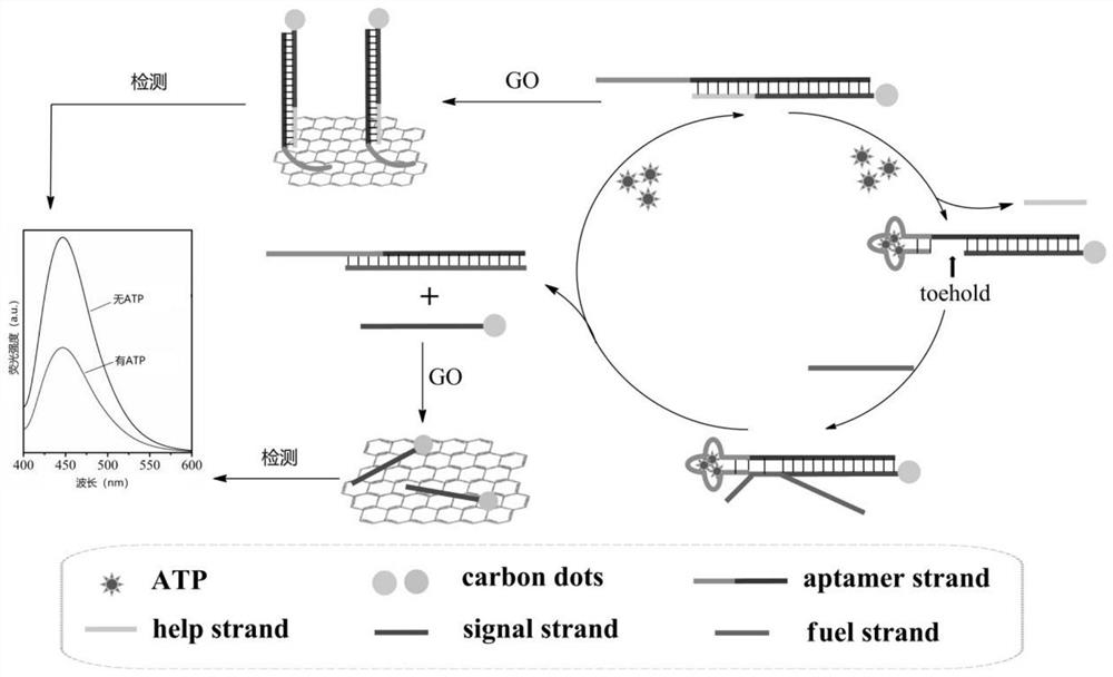 A method and kit for the detection of adenosine triphosphate by a strand displacement signal amplification fluorescent sensor based on aptamers and carbon dots