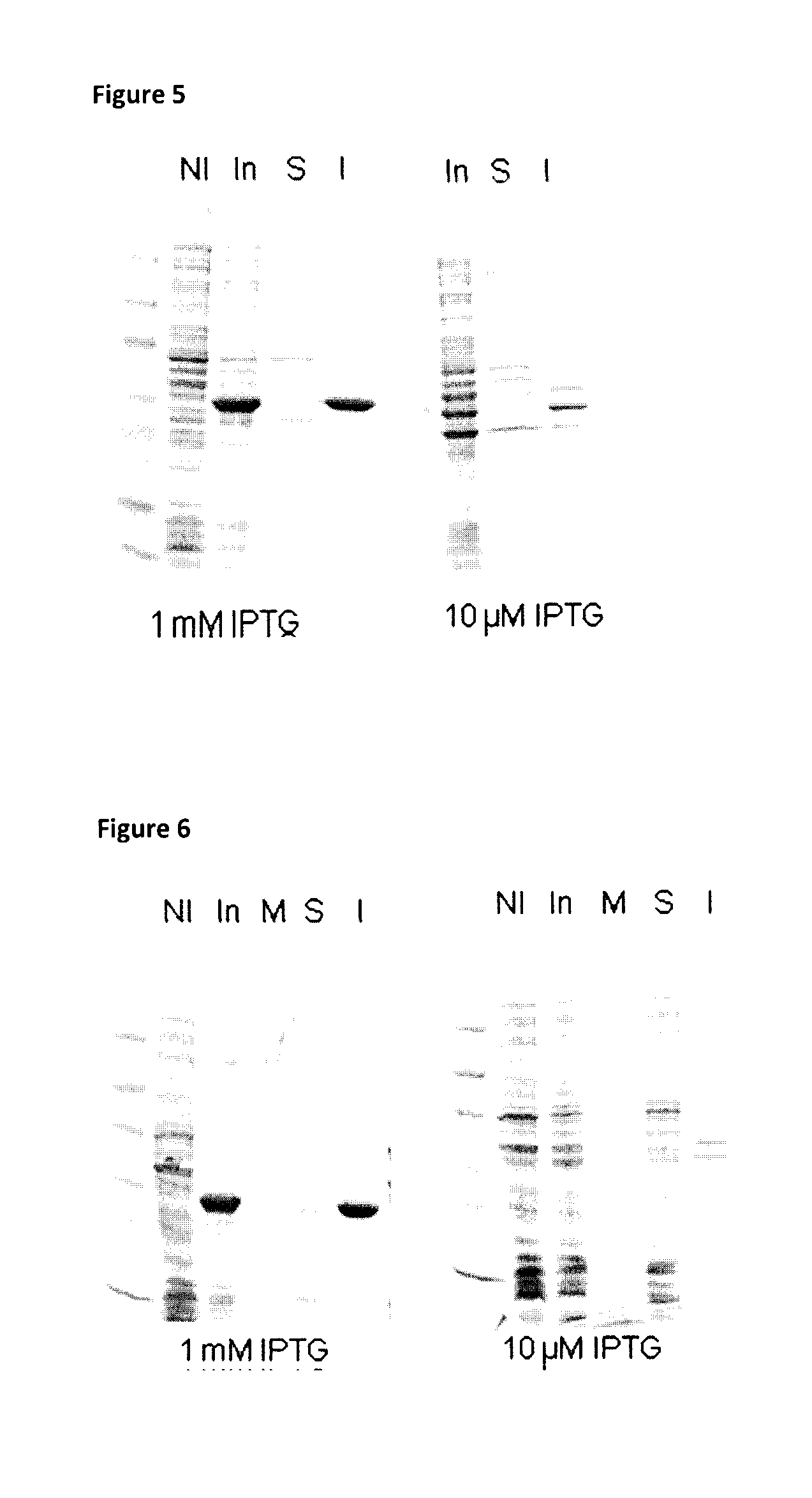 Fusion proteins and combination vaccines comprising haemophilus influenzae protein e and pilin a