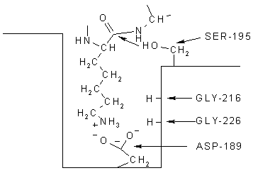 Antioxidant composition, preparation method of antioxidant composition and antioxidant food