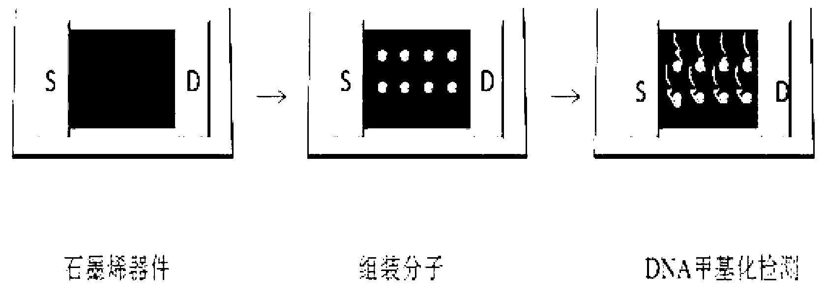 Method for detecting DNA mutation based on graphene sensor