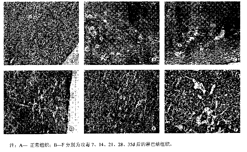 PRRSV and PCV2 co-infection mouse disease model