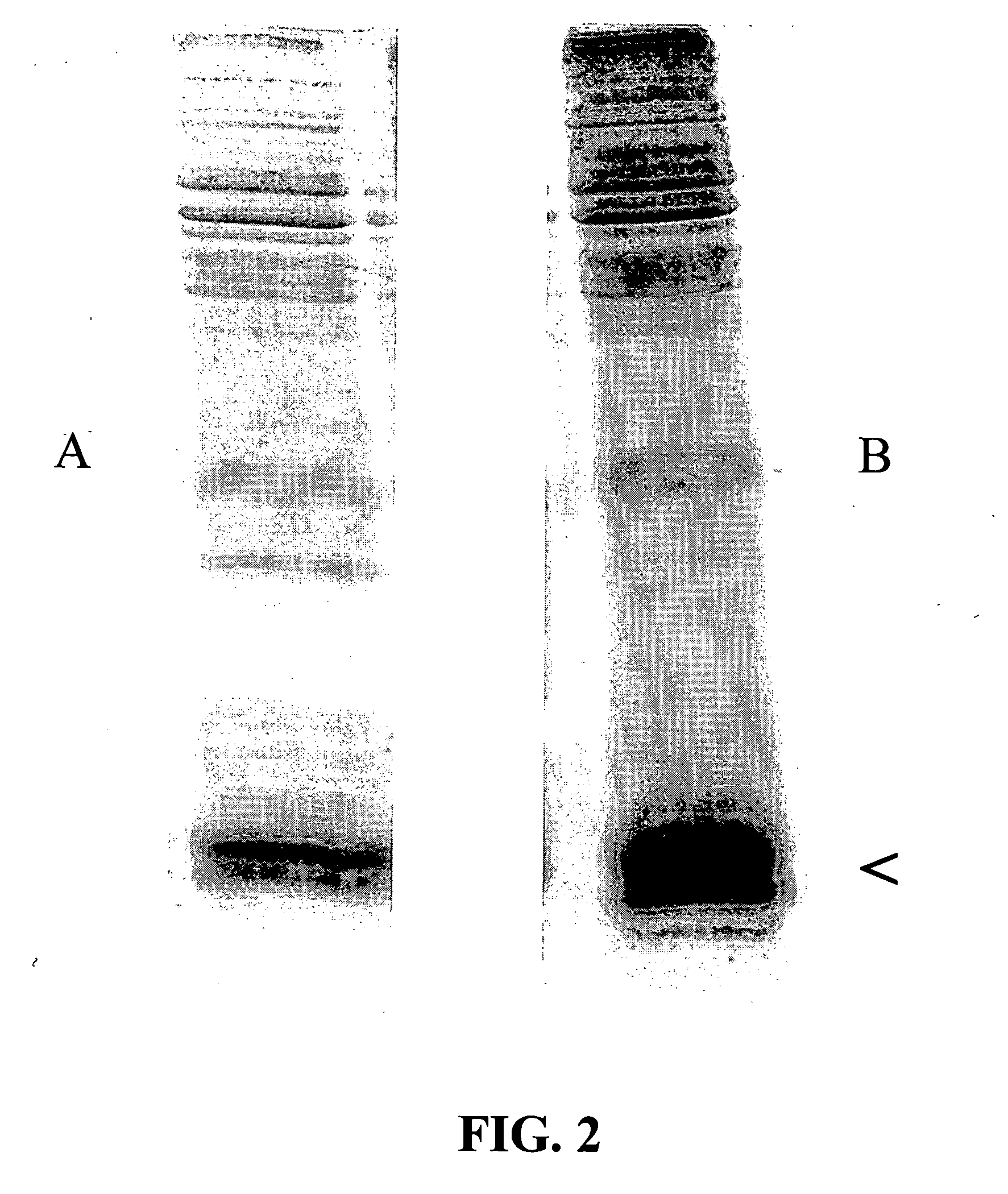 Methods for treating, preventing and diagnosing Helicobacter infection