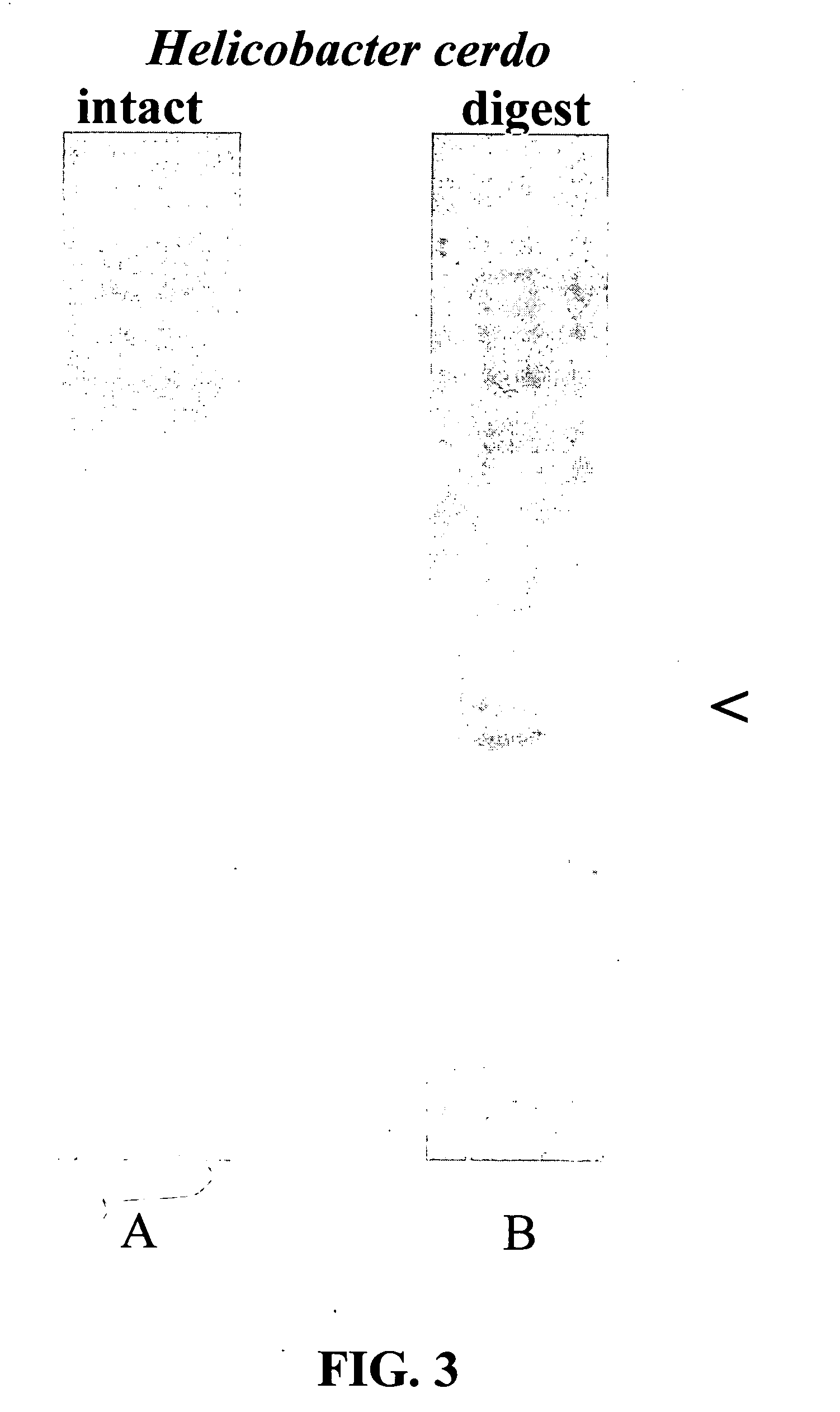 Methods for treating, preventing and diagnosing Helicobacter infection