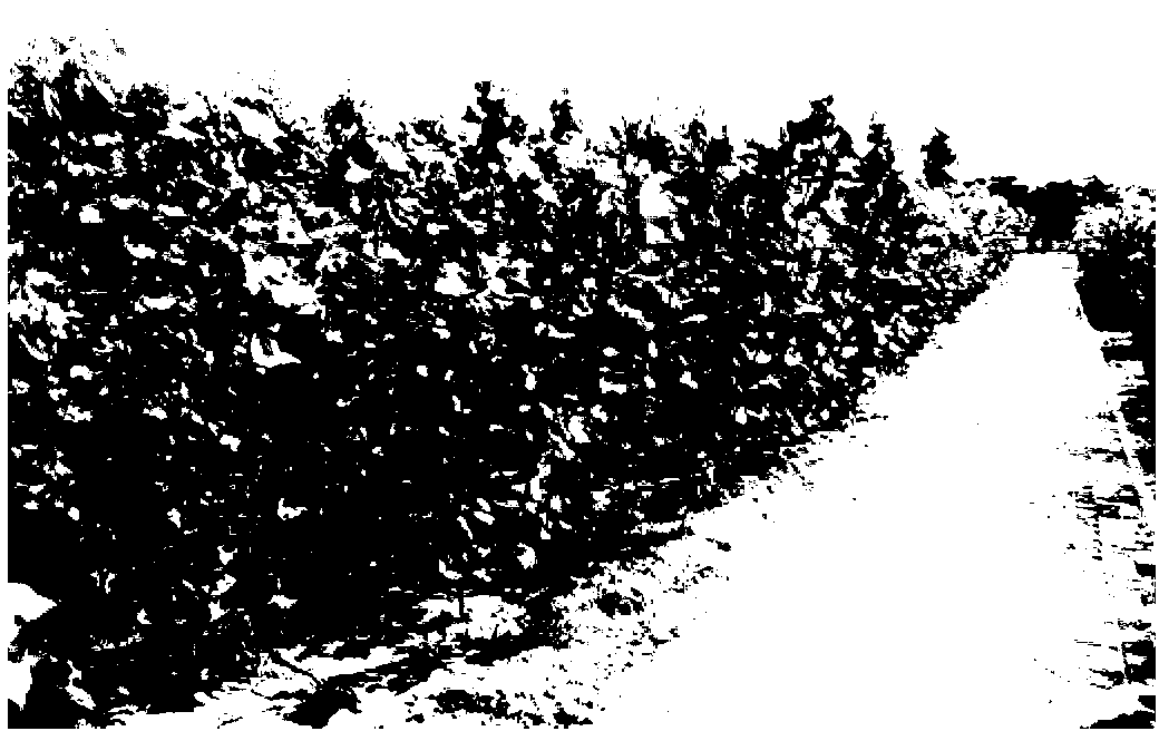 Method for raising seedlings by cutting on micro-propagation films of fast-growing poplar in saline-alkali soil regions