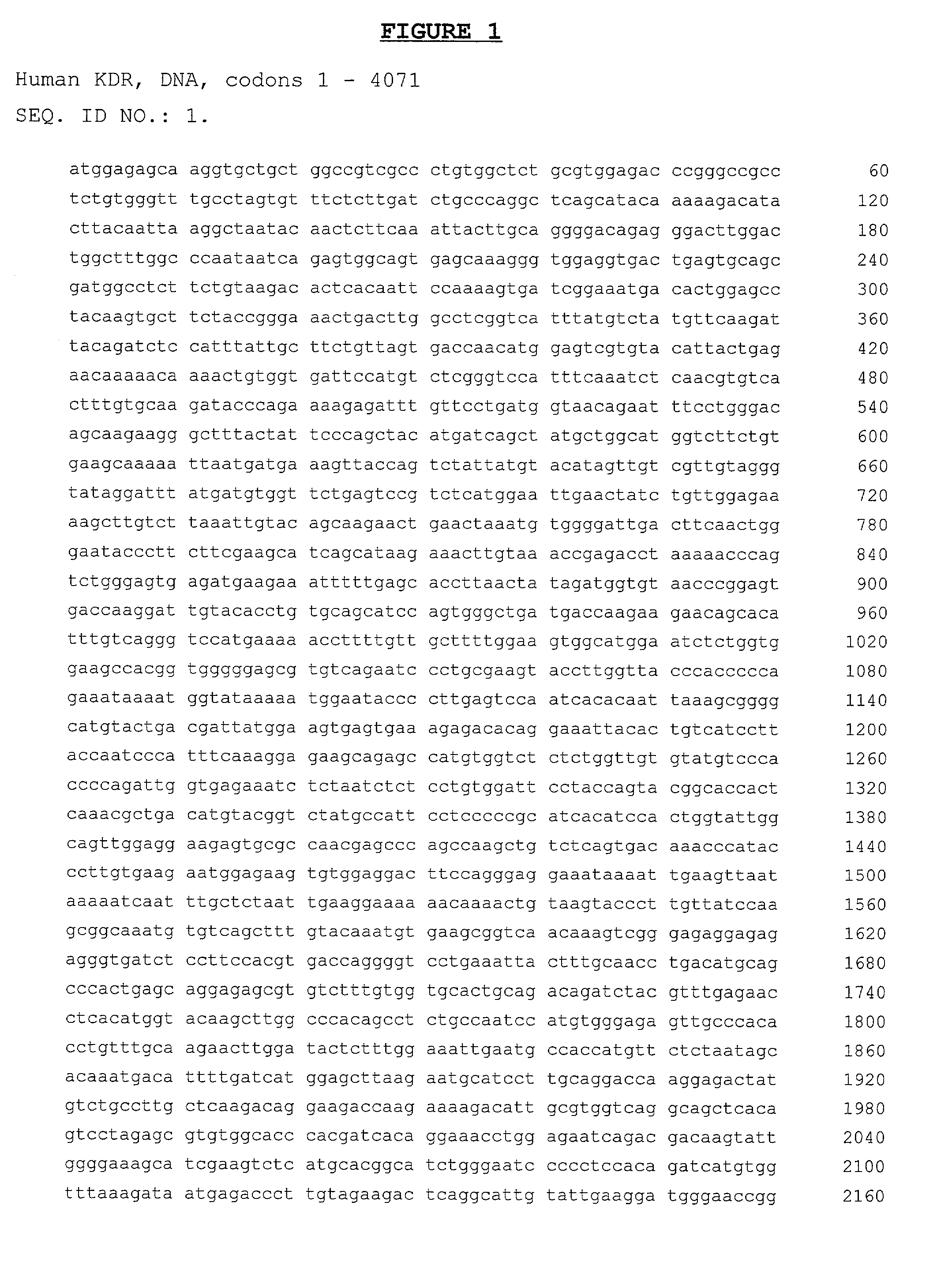 DNA vaccine against proliferating endothelial cells and methods of use thereof