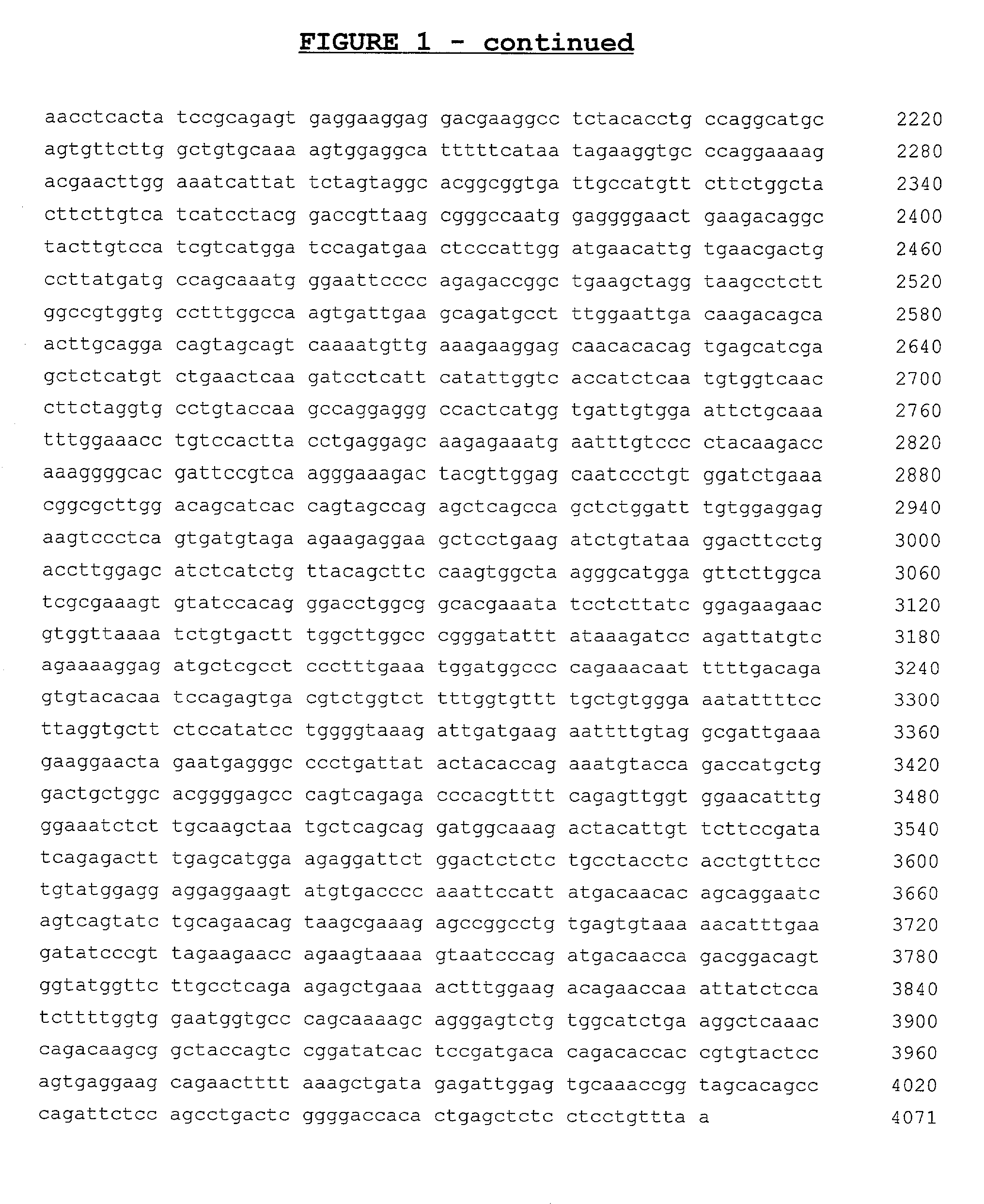 DNA vaccine against proliferating endothelial cells and methods of use thereof