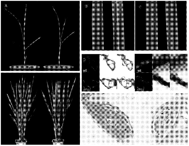 Method for improving rice potassium ion efflux antiporter