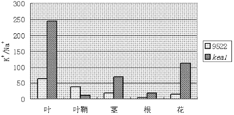 Method for improving rice potassium ion efflux antiporter