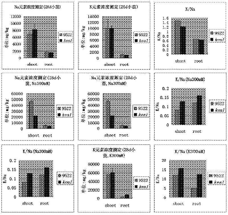 Method for improving rice potassium ion efflux antiporter