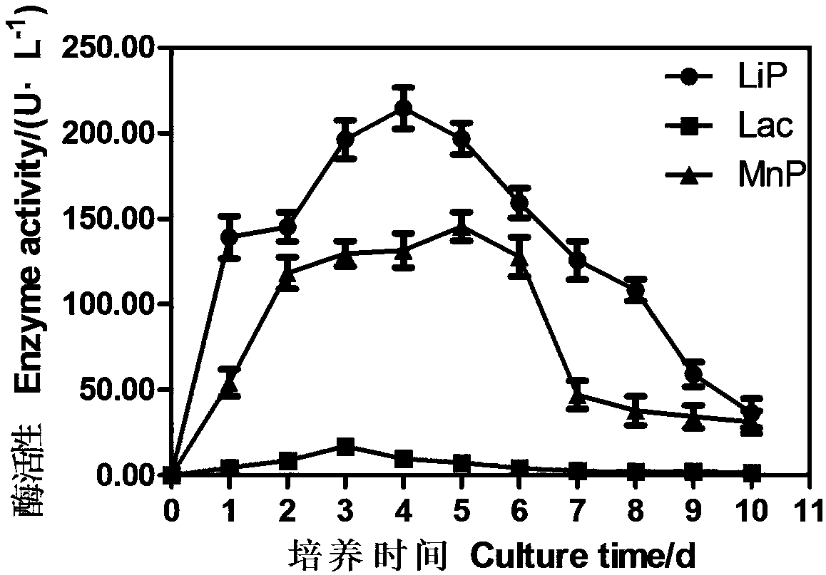 Serratia marcescens strain and application thereof to production of ligninolytic enzyme and degradation of lignin