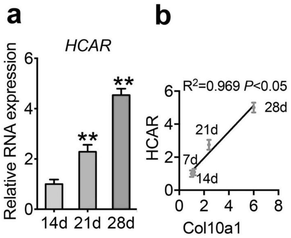 Application of long chain non-coding RNA lnc-HCAR in preparation of bone repair system and bone repair system and preparation method