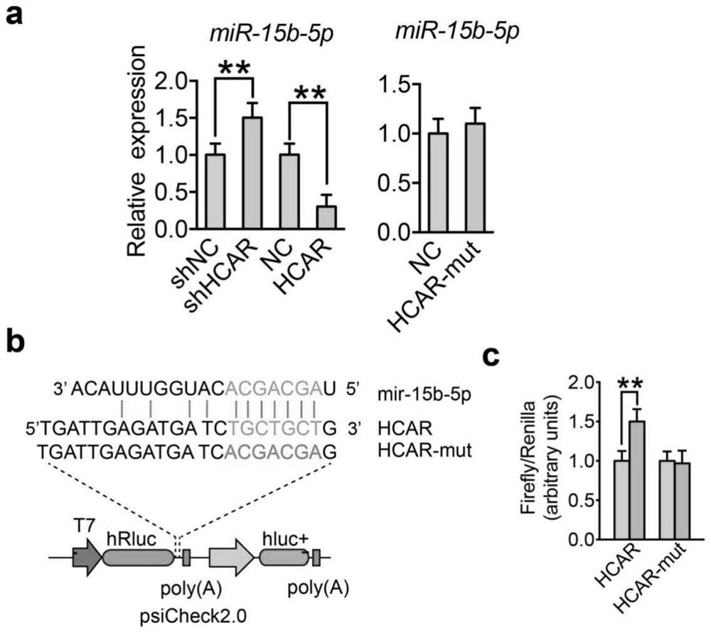 Application of long chain non-coding RNA lnc-HCAR in preparation of bone repair system and bone repair system and preparation method