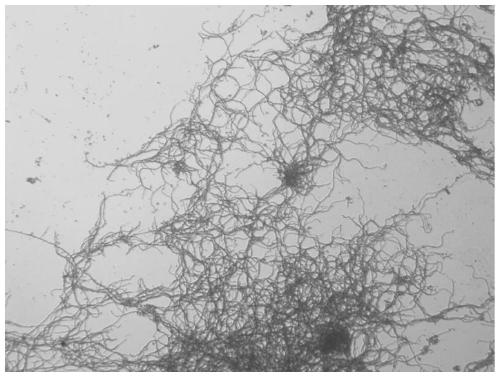 A new strain of Streptomyces producing daptomycin and its application