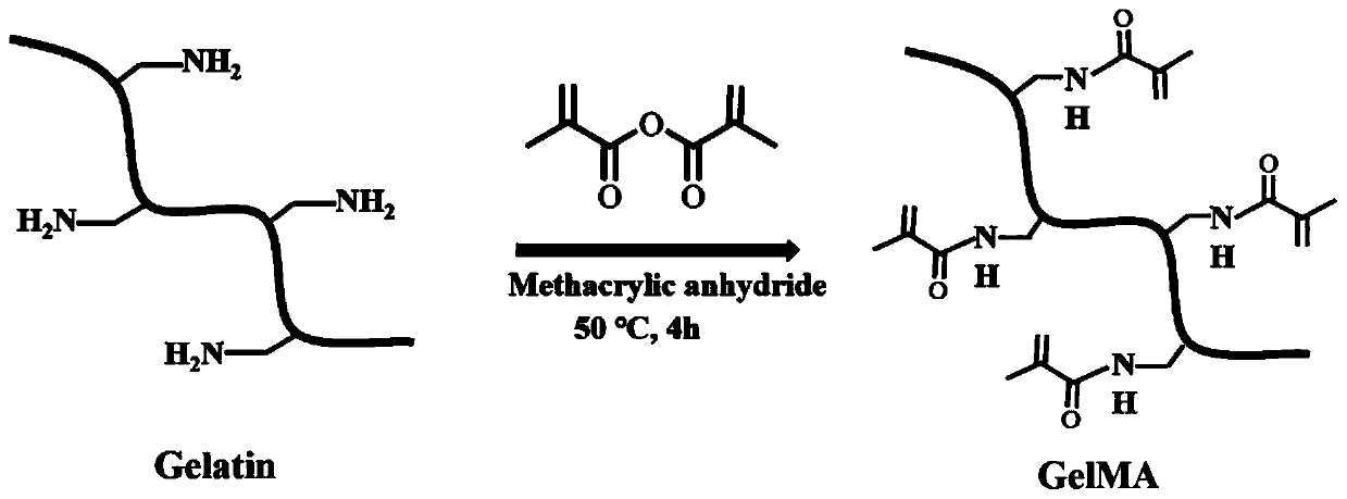 Preparation method and application of GelMA hydrogel for locally slow-releasing Abaloparatide or related polypeptides