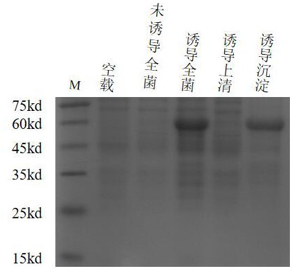 Recombinant feline herpesvirus type 1 gB protein antigen and application thereof to antibody diagnosis and vaccine preparation