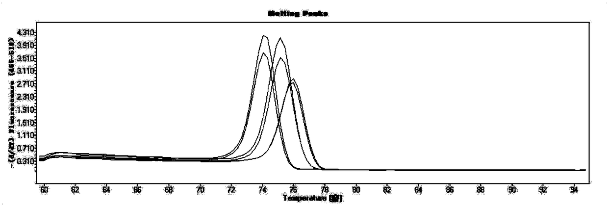 SNP molecular marker for identifying aquilaria sinensis, aquilaria yunnanensis and aquilaria malaccensis and application of marker