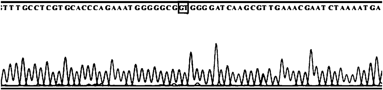 SNP molecular marker for identifying aquilaria sinensis, aquilaria yunnanensis and aquilaria malaccensis and application of marker