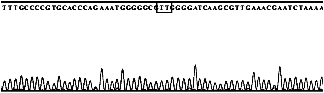 SNP molecular marker for identifying aquilaria sinensis, aquilaria yunnanensis and aquilaria malaccensis and application of marker