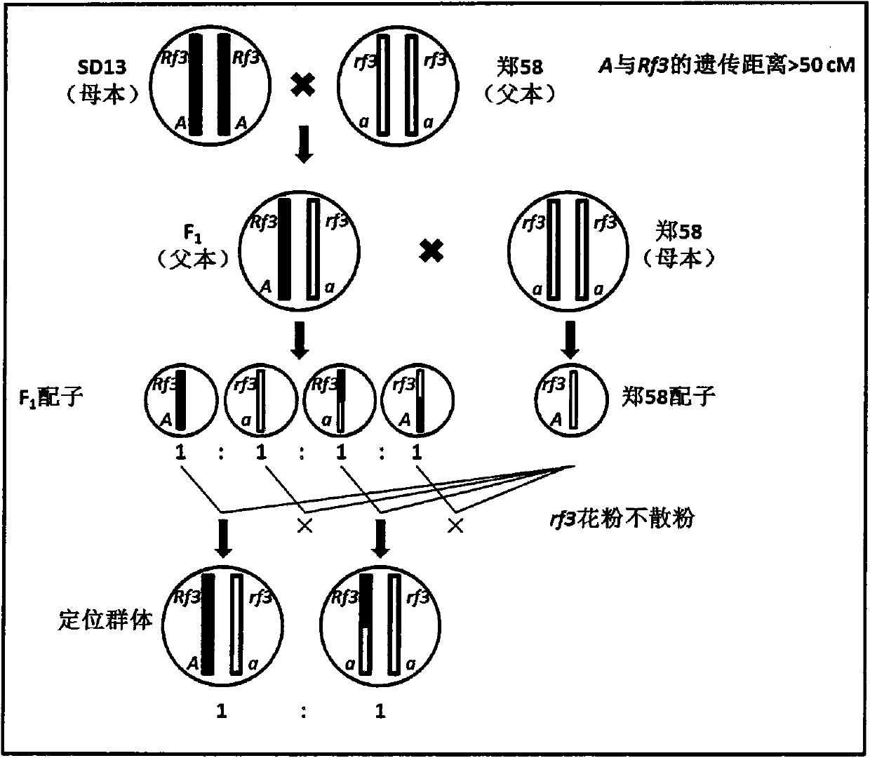 New method for mapping corn S-type cytoplasm male sterility fertility restoring gene Rf3