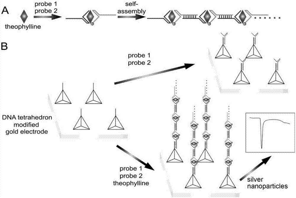 RNA aptamer-based theophylline quantitative detection method