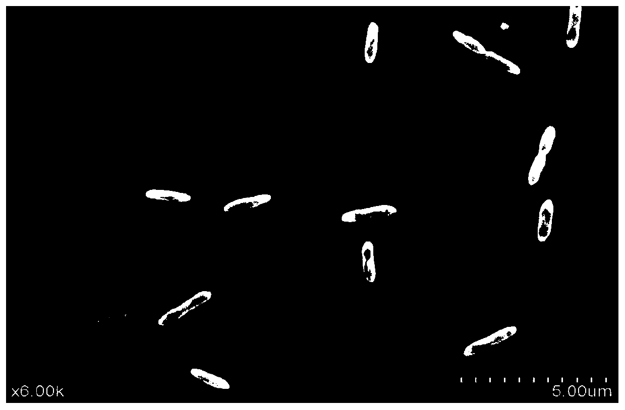 Denitrifying bacterium with complete denitrifying capability and quick nitrogen removal capability, and application thereof