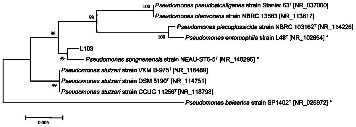 Denitrifying bacterium with complete denitrifying capability and quick nitrogen removal capability, and application thereof