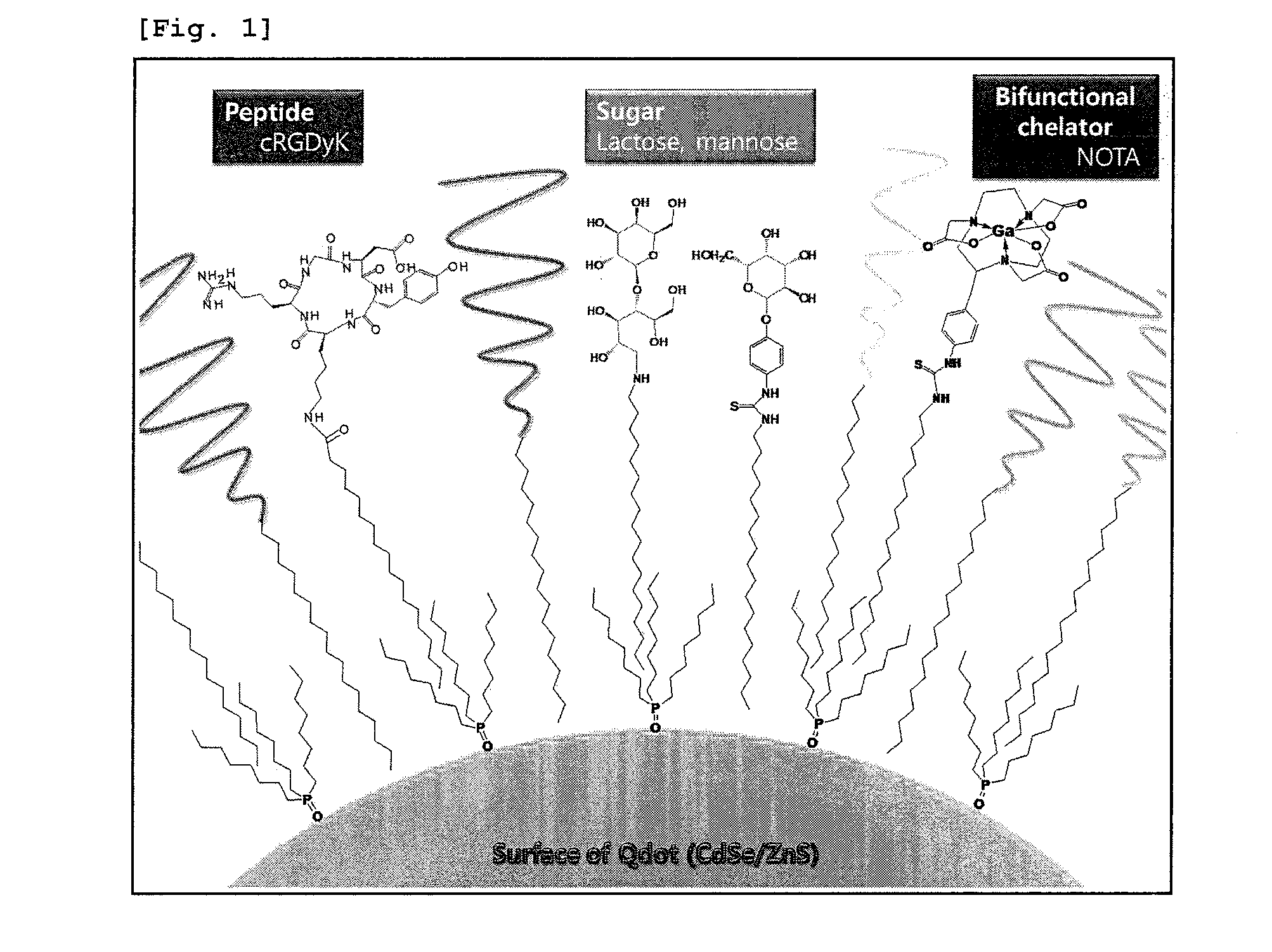 Nanoparticle coated with ligand introduced with long hydrophobic chain and method for preparing same