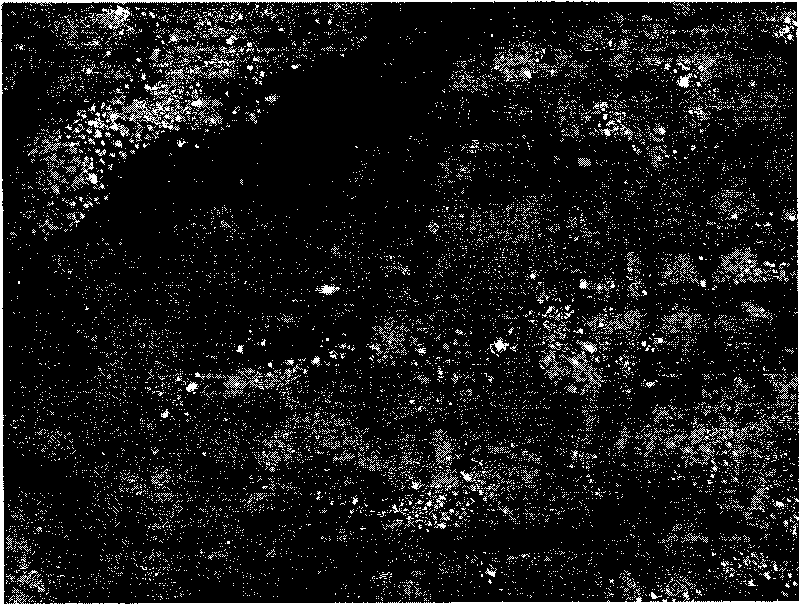 Process for removing bio foam in sewage disposal process by activated sludge process