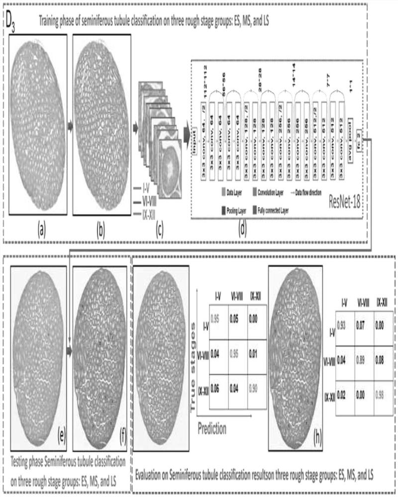 Automatic mouse spermatogenic tube staging system based on tissue morphological analysis