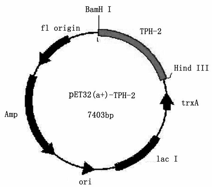 Prokaryotic expression vector of tryptophan hydroxylase-2 gene