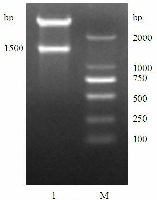 Prokaryotic expression vector of tryptophan hydroxylase-2 gene