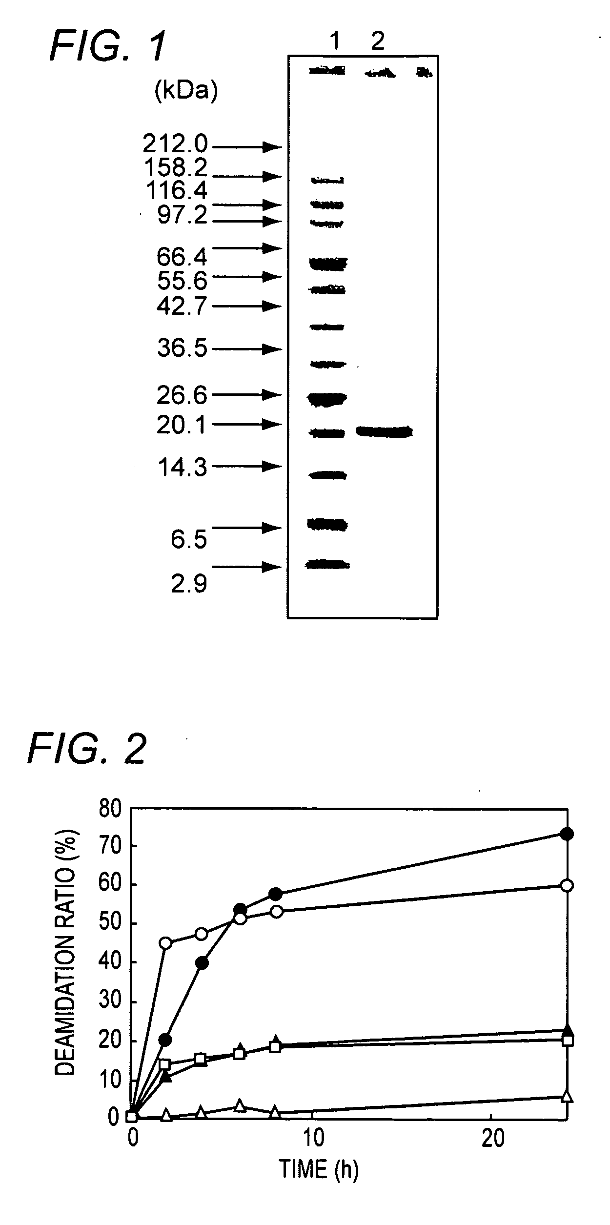 Novel protein-deamidating enzyme, microorganism producing the same, gene encoding the same, production process therefor, and use thereof