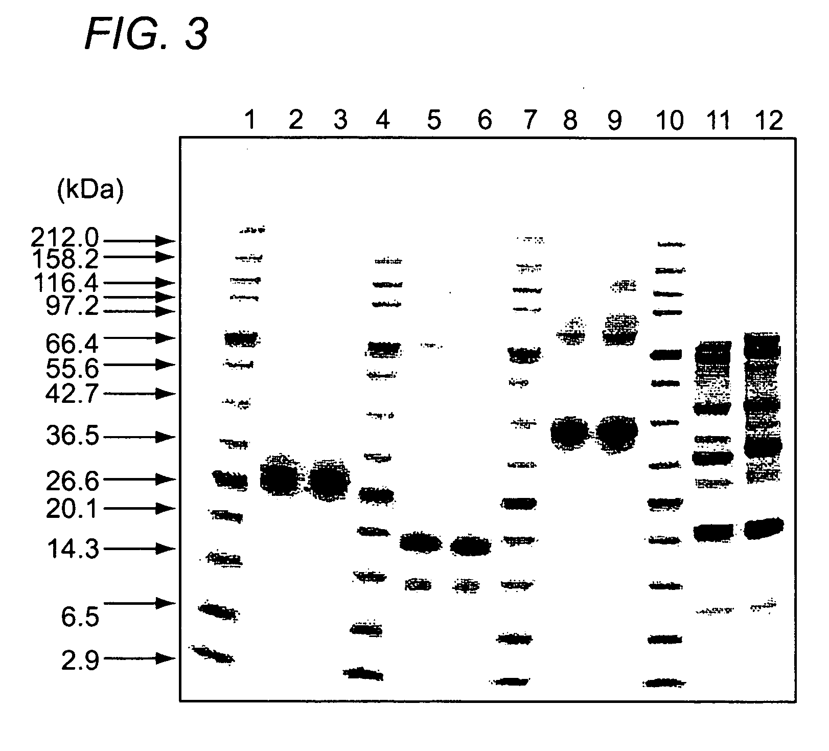 Novel protein-deamidating enzyme, microorganism producing the same, gene encoding the same, production process therefor, and use thereof