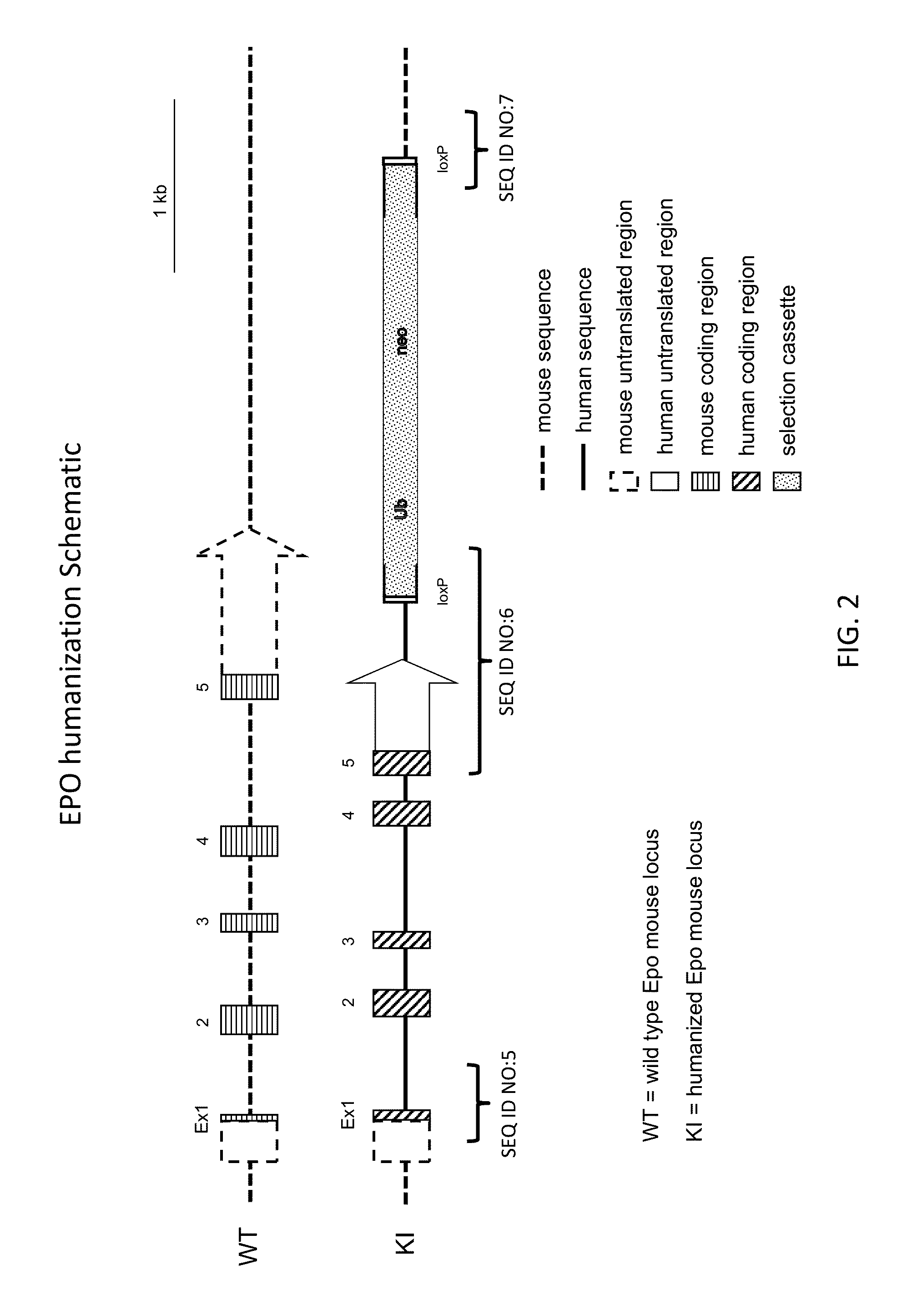 Genetically modified non-human animals expressing human epo