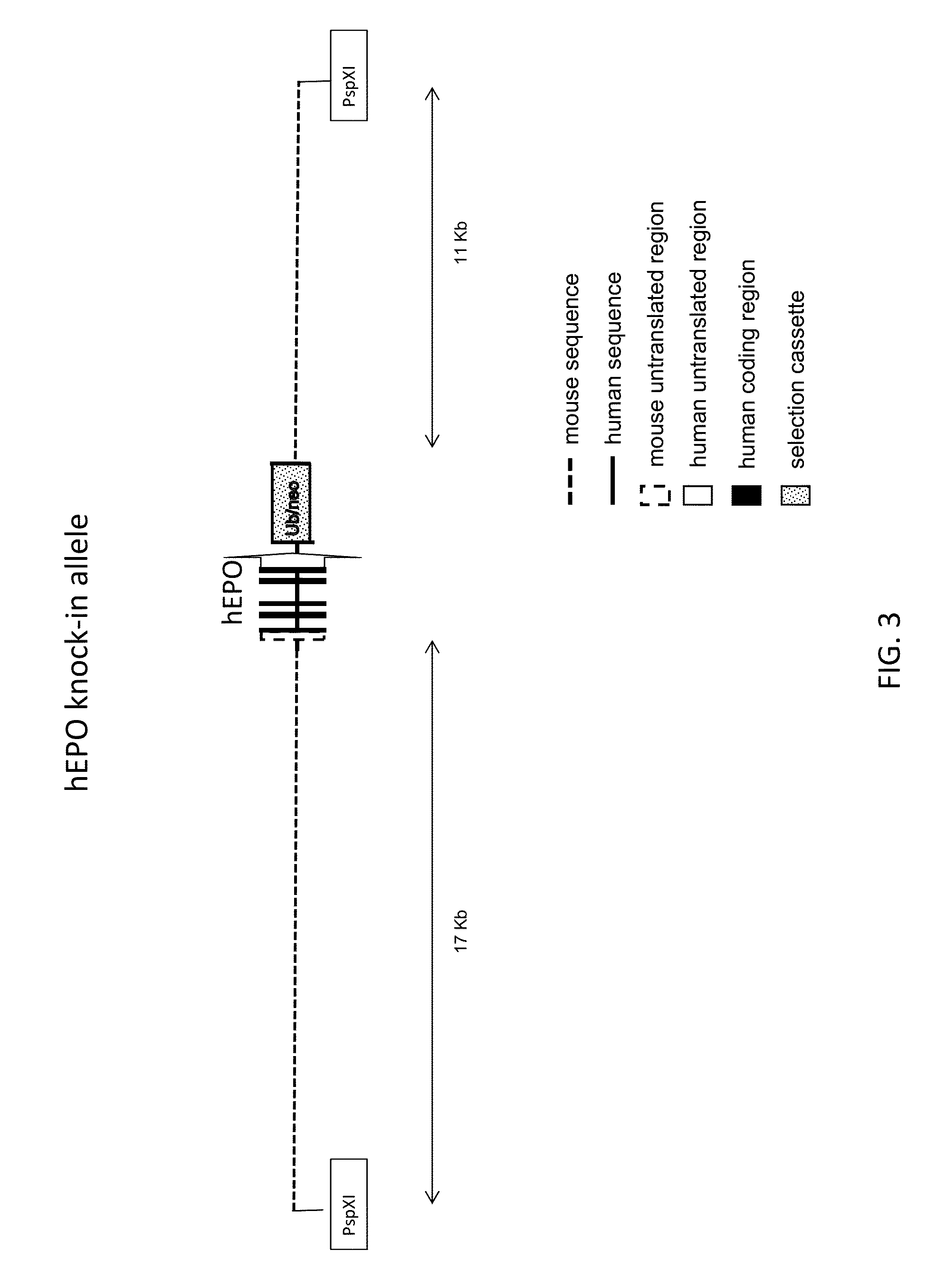 Genetically modified non-human animals expressing human epo