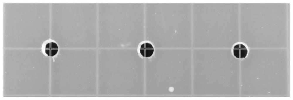 Enterobacter adamsii and application of enterobacter adamsii in prevention and treatment of plant bacterial soft rot